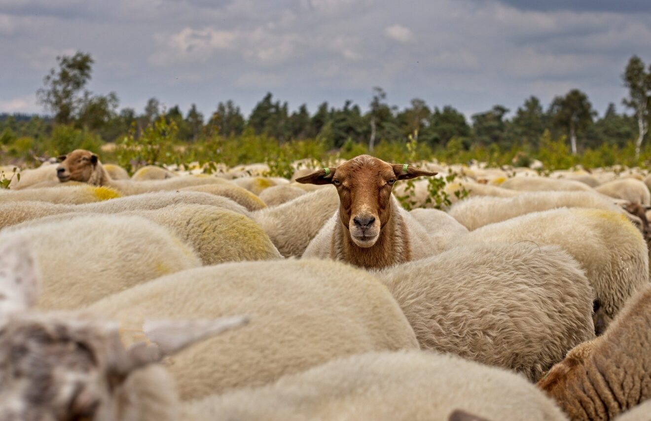 herd-of-sheep-gf80e560f3_1920
